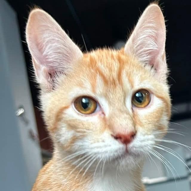 Enlarge Scarecrow, a Adoptable Domestic Short Hair in Fairfax, VA image 2/2