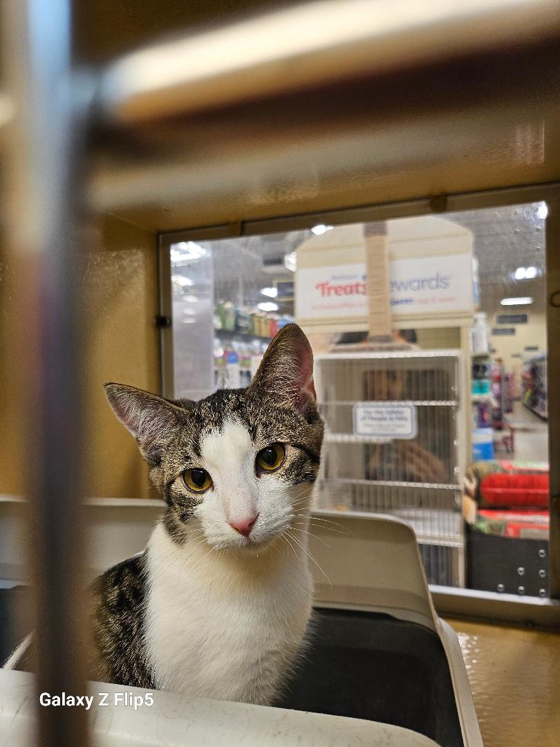 Enlarge Little Bud, a ADOPTABLE Domestic Short Hair in Tulsa, OK image 1/1