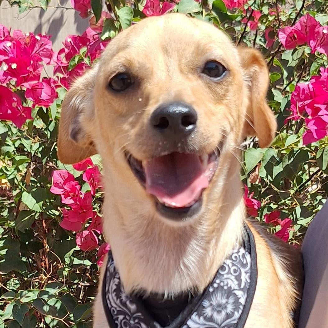 Enlarge Bohlen, a Adoptable mixed breed in Gilbert, AZ image 1/1