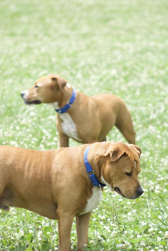 Enlarge Jerry, a Adoptable mixed breed in Xenia, OH image 1/6