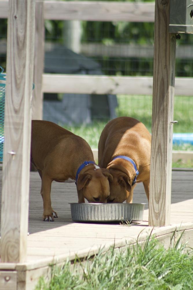 Enlarge Jerry, a Adoptable mixed breed in Xenia, OH image 4/6