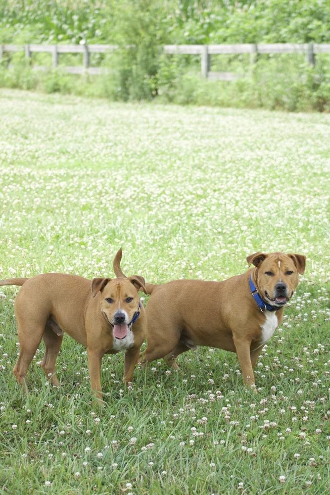 Enlarge Jerry, a Adoptable mixed breed in Xenia, OH image 5/6