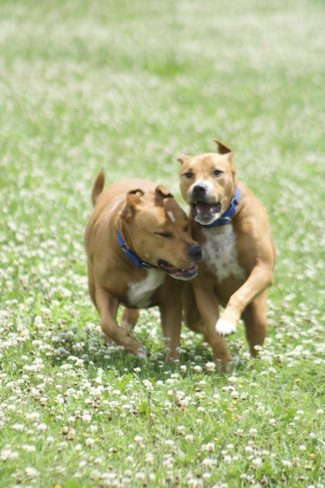 Enlarge Jerry, a Adoptable mixed breed in Xenia, OH image 6/6