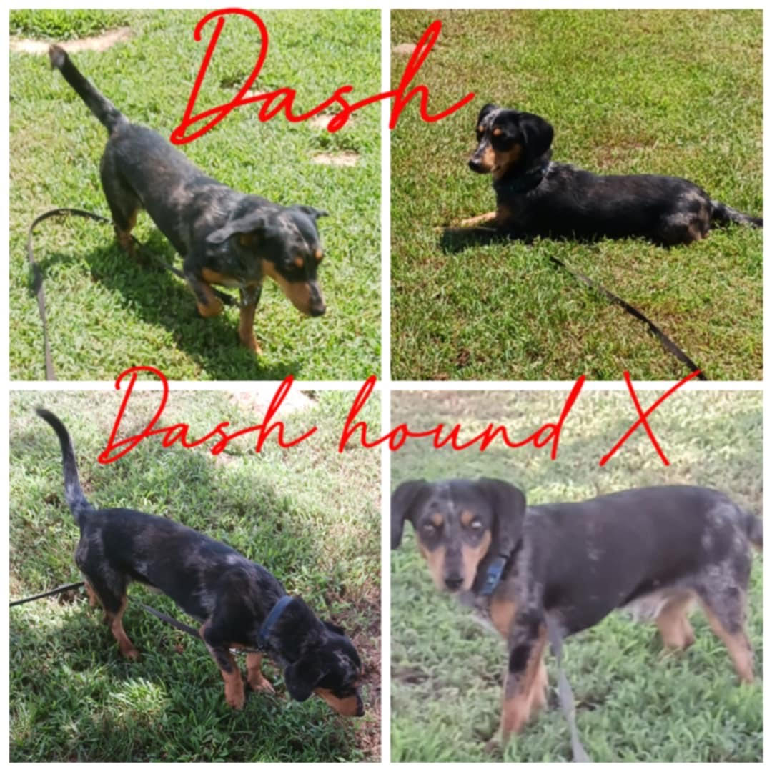 Dash, Adopted, Adult Male Dachshund.