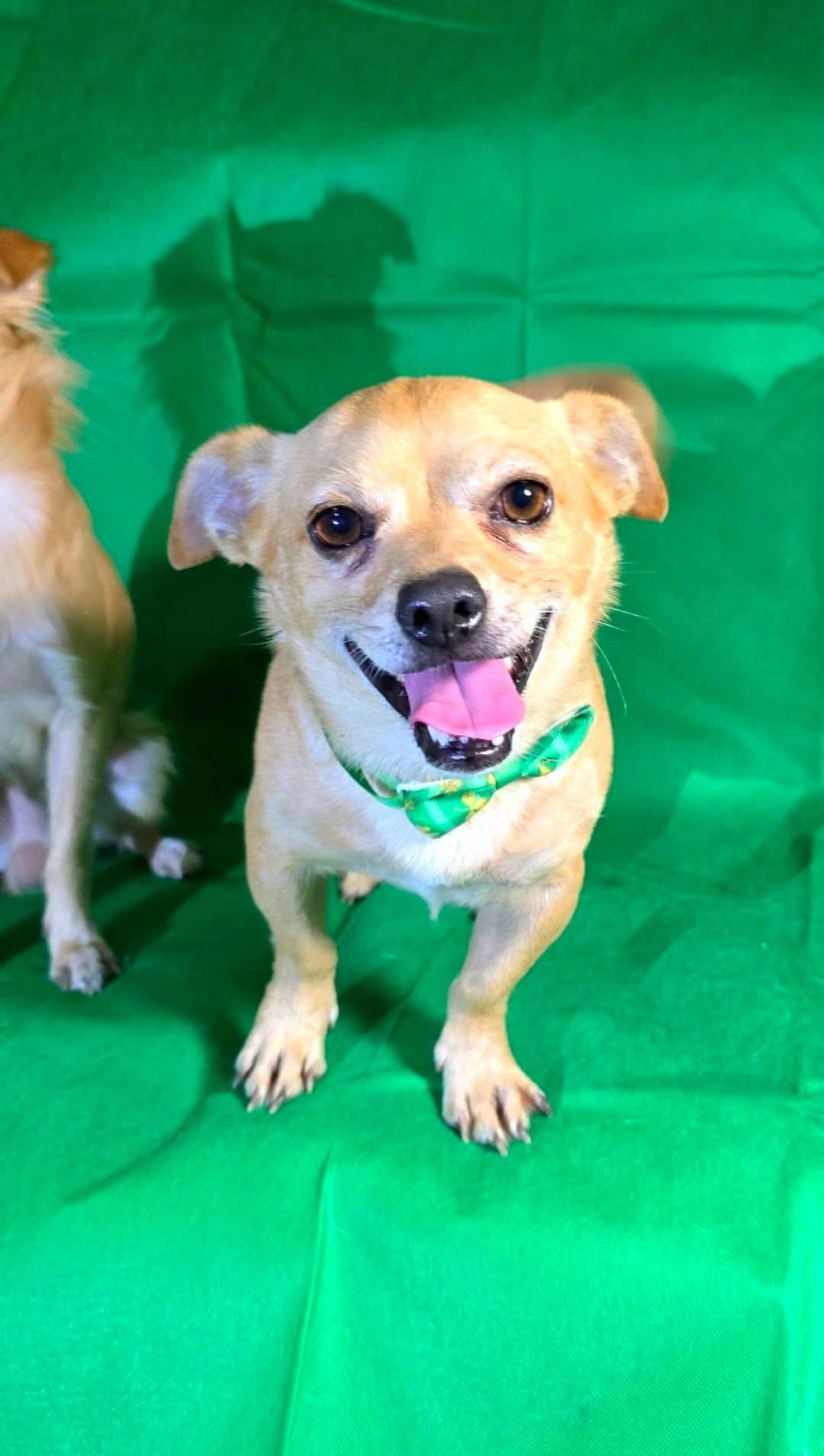 Enlarge Ryan, a Adoptable Chihuahua in Snohomish , WA image 2/5