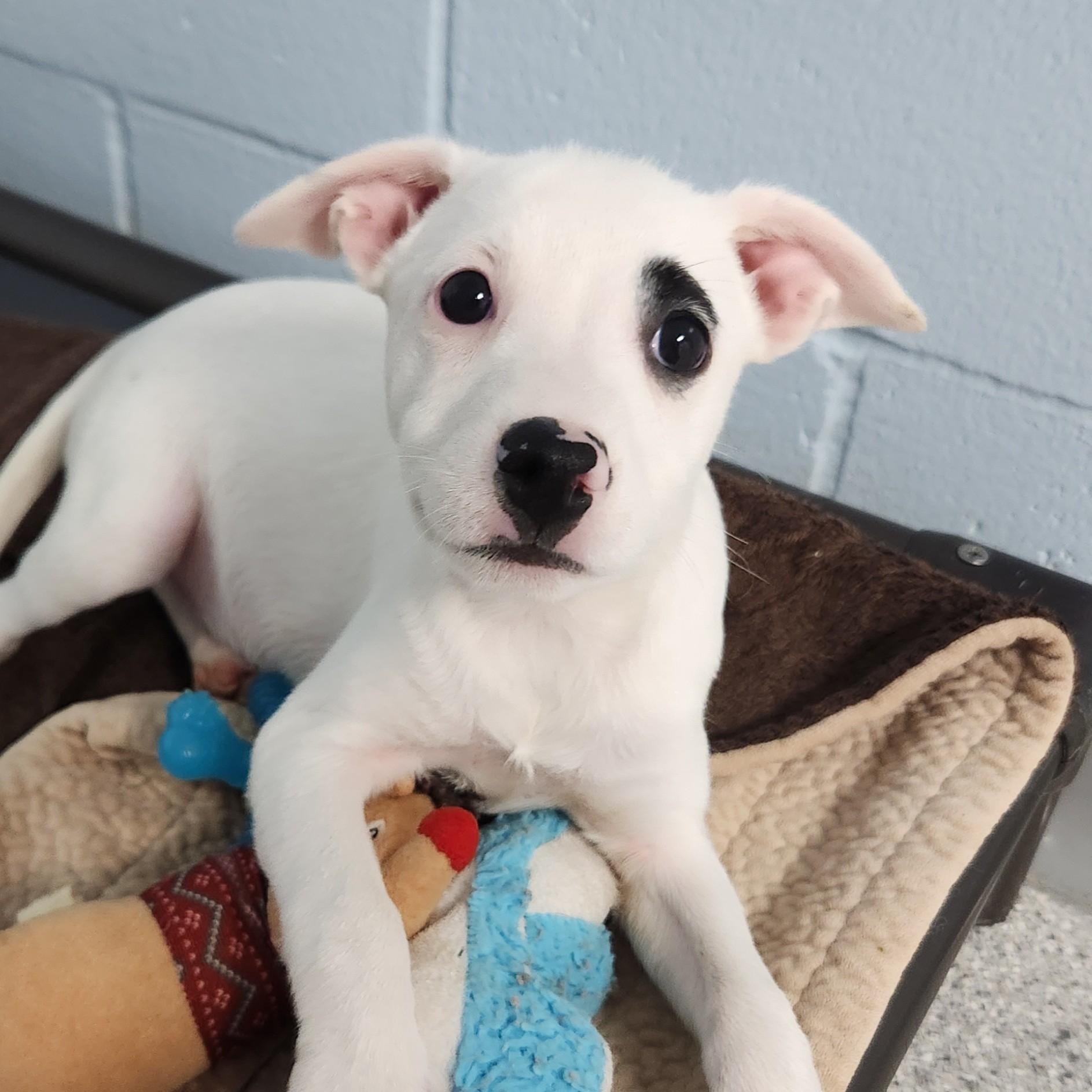 Enlarge Blanche, a Adoptable Mixed Breed in Marshfield, WI image 2/5