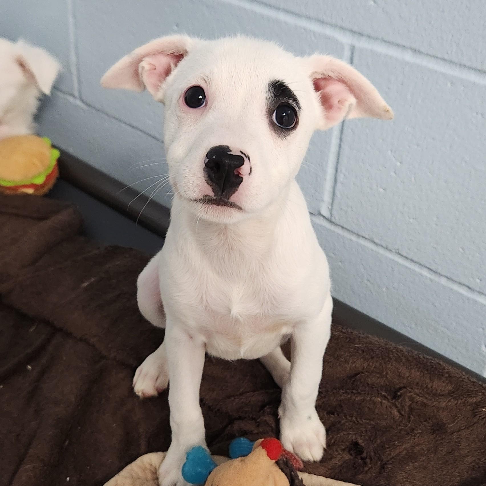 Blanche, Adoptable, Puppy Female Mixed Breed.