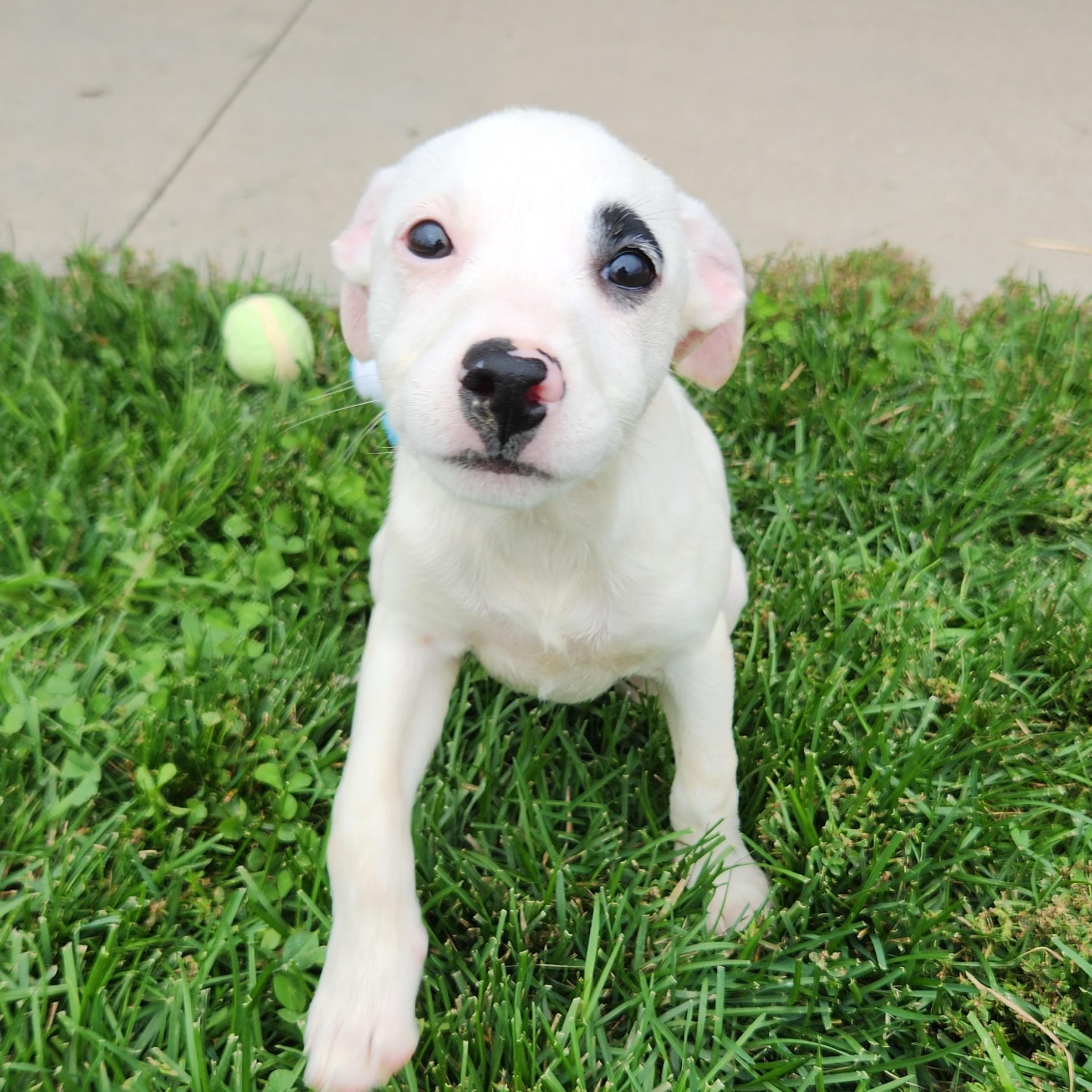 Enlarge Blanche, a Adoptable Mixed Breed in Marshfield, WI image 4/5