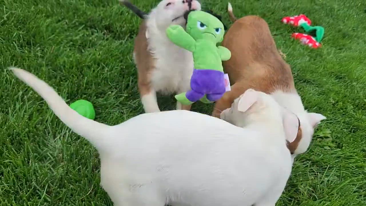 Enlarge Blanche, a Adoptable Mixed Breed in Marshfield, WI video 5/5