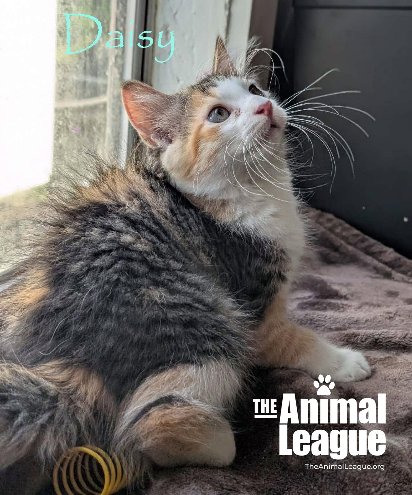 Daisy, adopted, Kitten Female Domestic Medium Hair.
