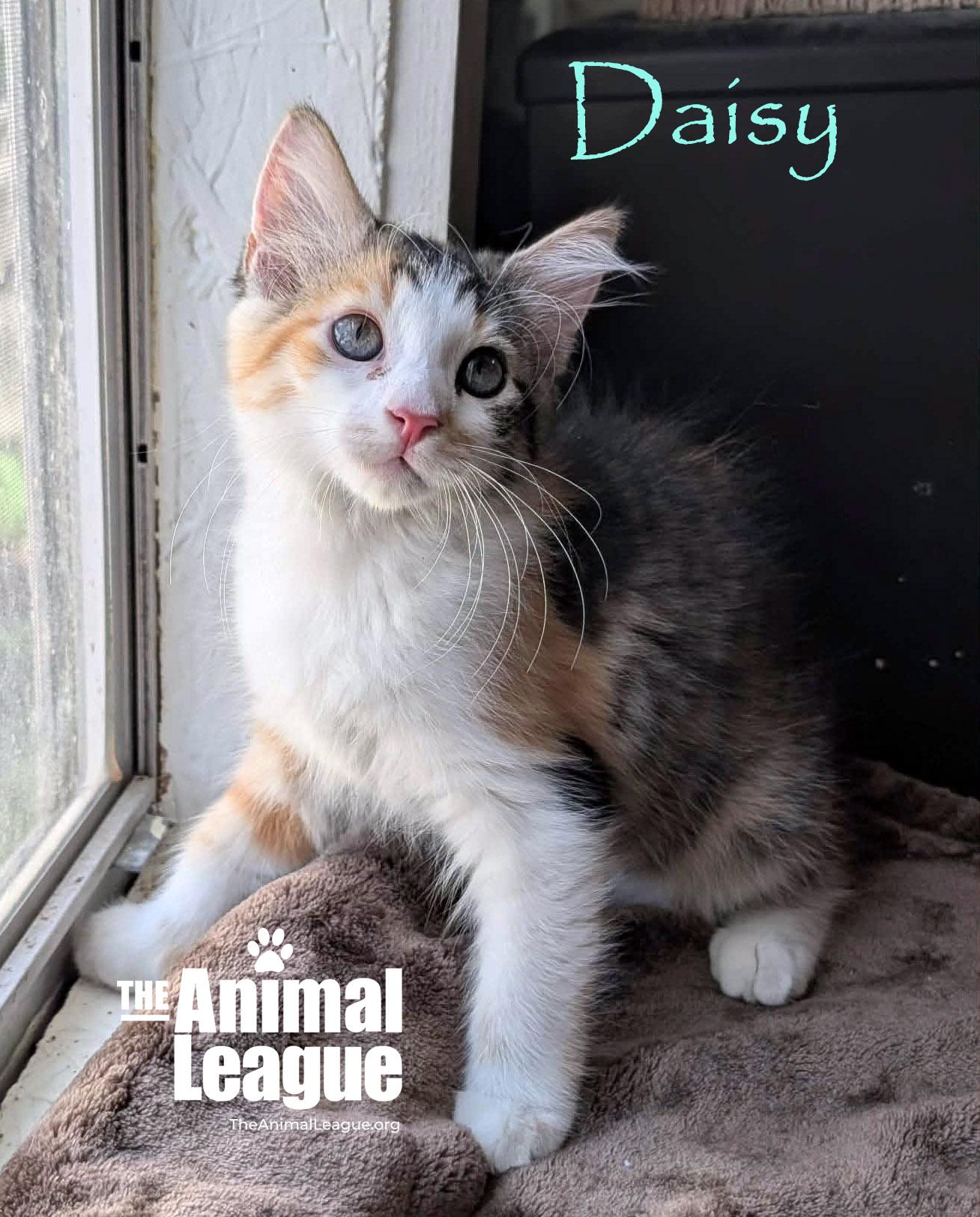 Daisy, an adopted mixed breed in Groveland, FL image 3/4