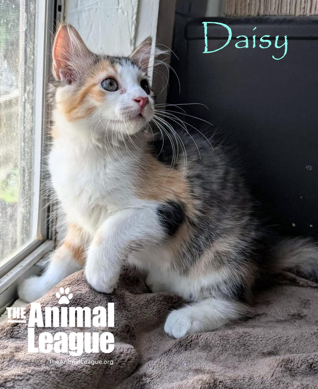 Daisy, an adopted mixed breed in Groveland, FL image 2/4