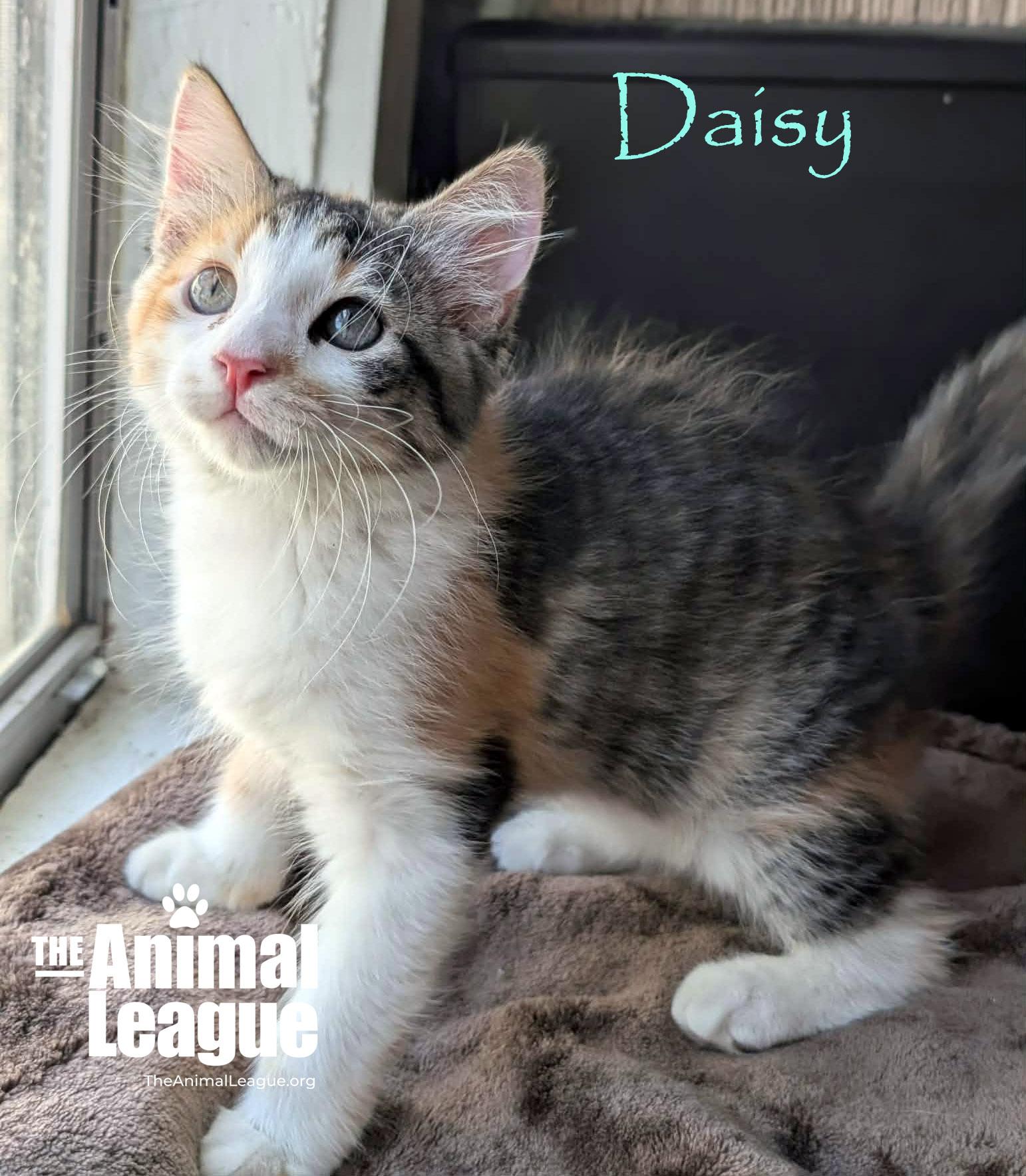 Daisy, an adopted mixed breed in Groveland, FL image 4/4