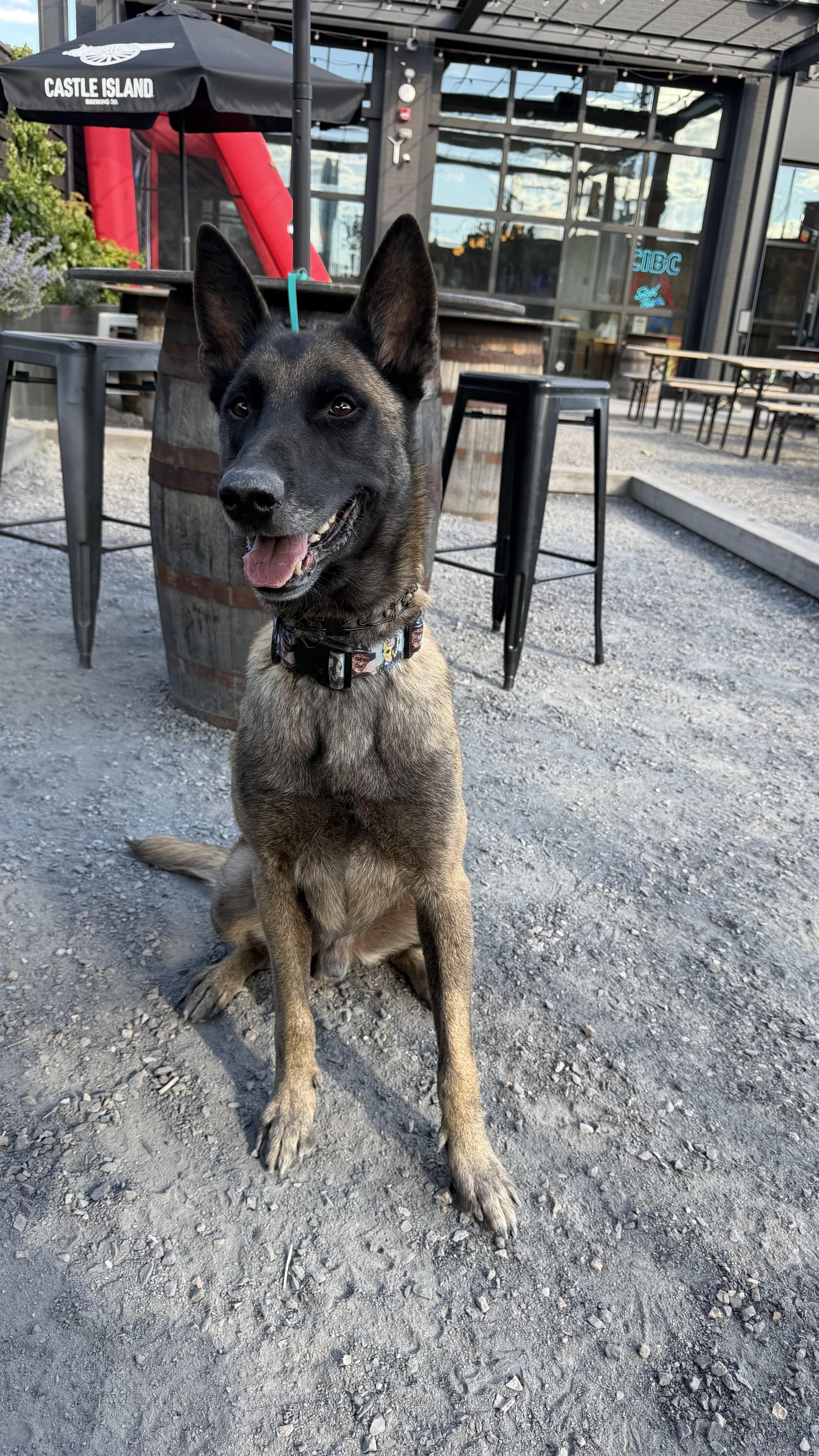 Seven, ADOPTABLE, Adult Male Belgian Shepherd / Malinois.