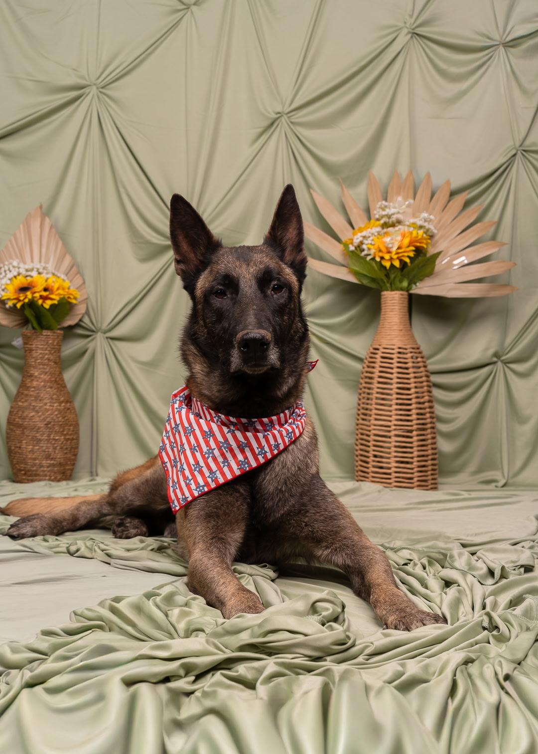 Enlarge Seven, a ADOPTABLE Belgian Shepherd / Malinois in Duxbury, MA image 1/1
