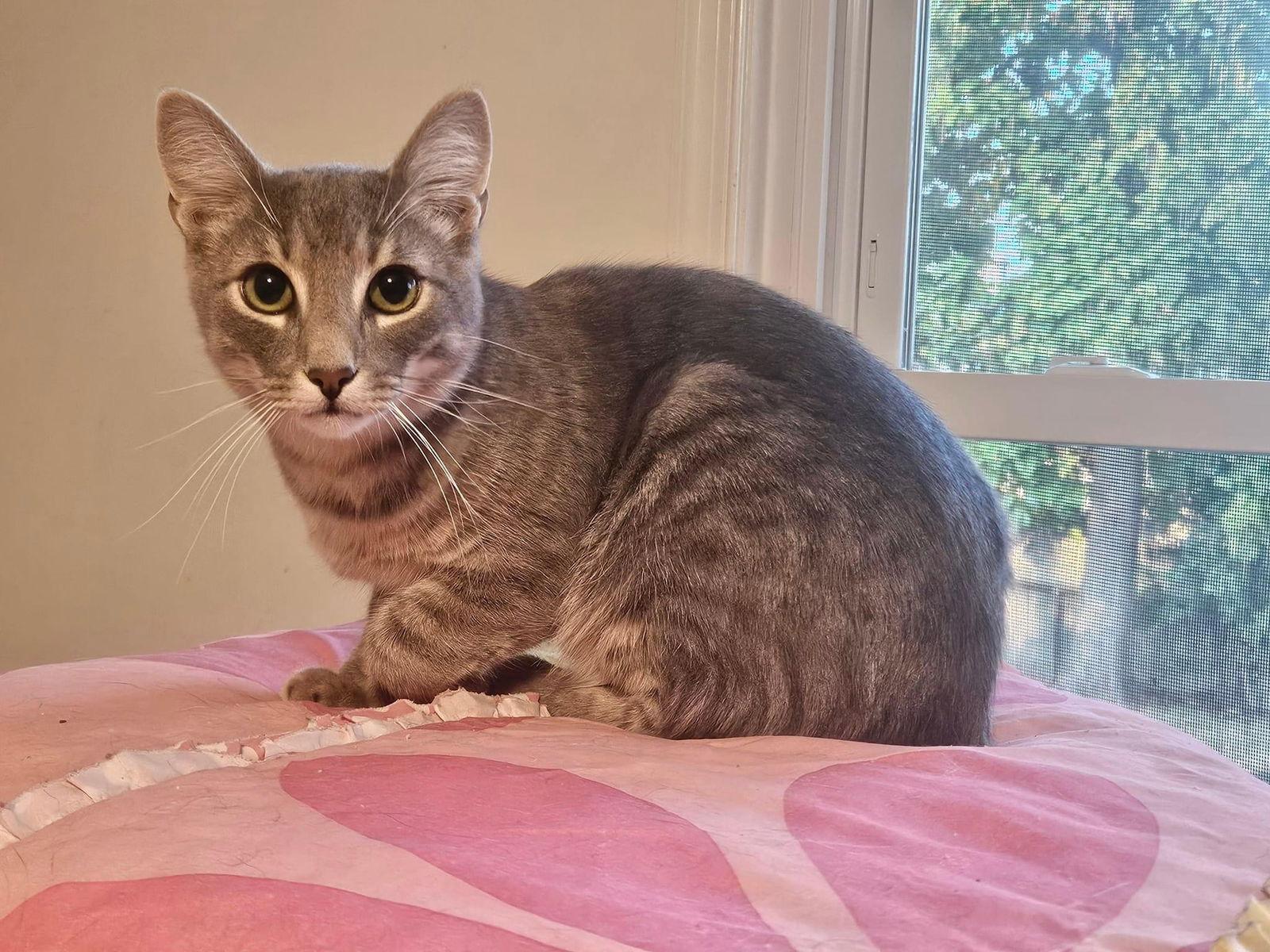 Hogan, Adoptable, Adult Male Domestic Short Hair.