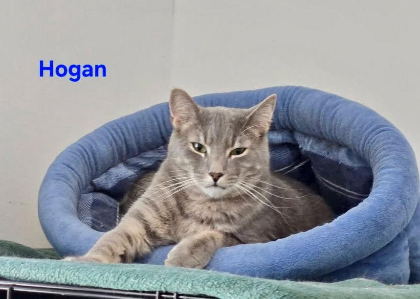 Enlarge Hogan, a Adoptable Domestic Short Hair in Penndel, PA image 1/3