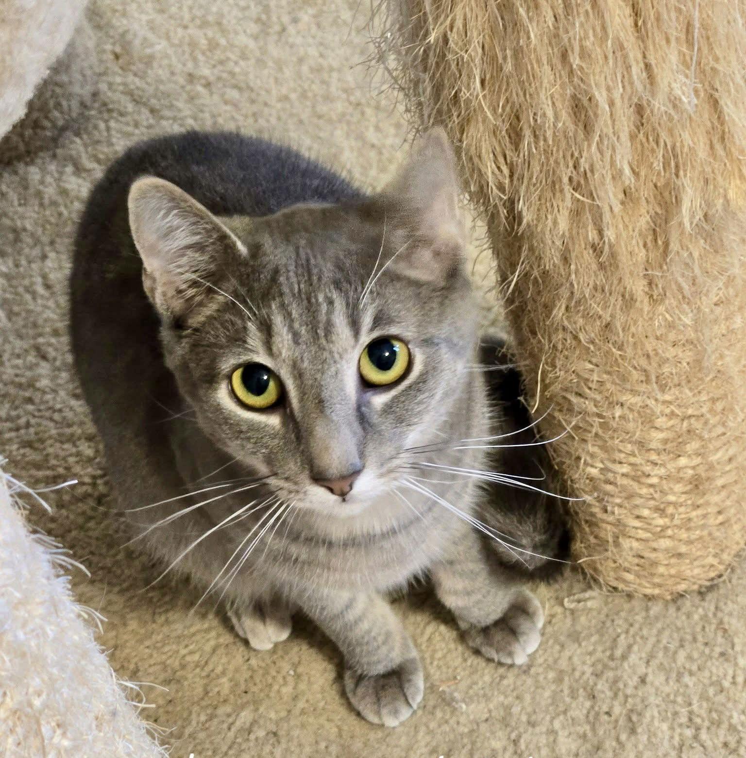 Hogan, a Adoptable Domestic Short Hair in Penndel, PA image 2/3