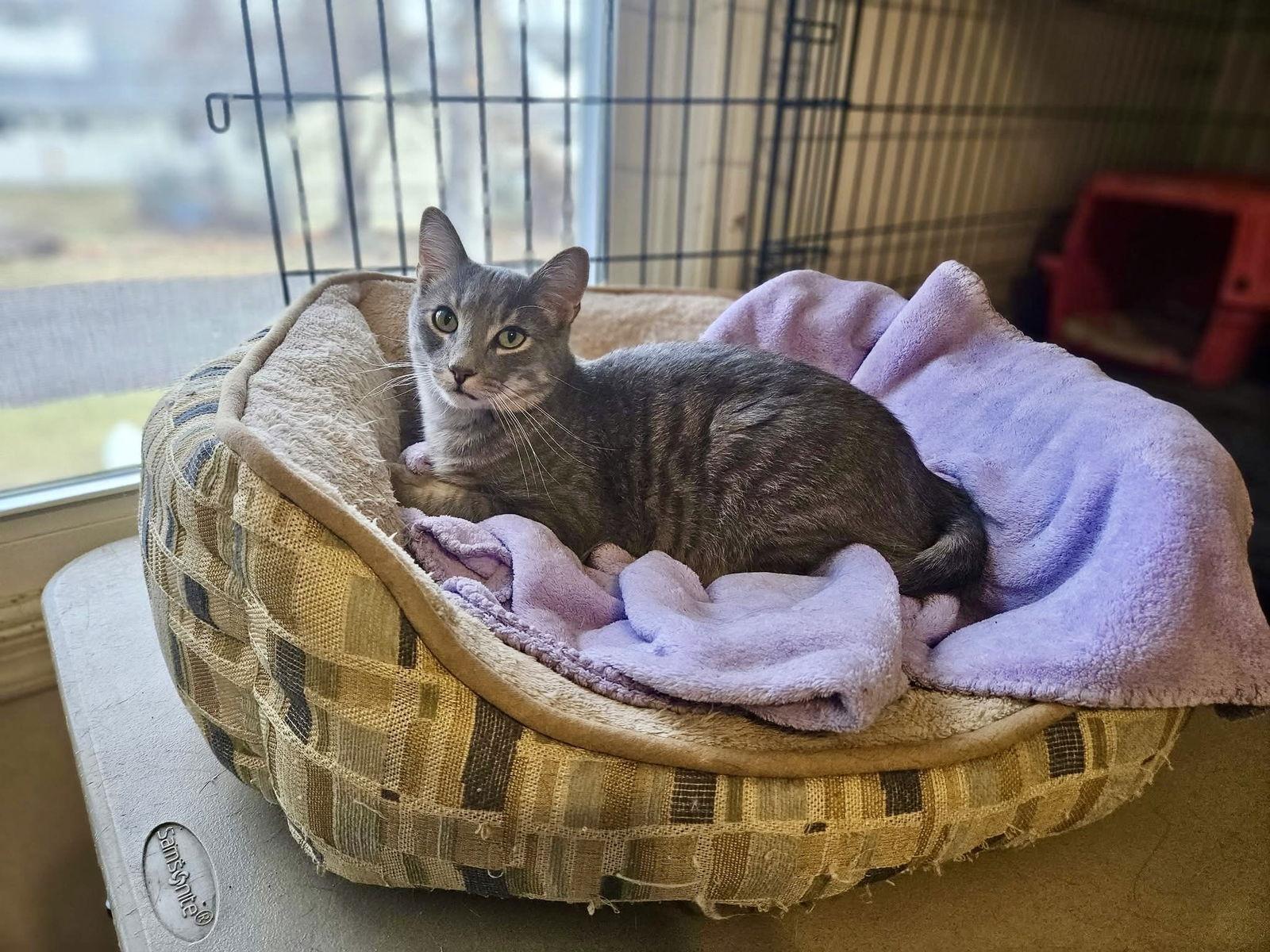 Hogan, a Adoptable Domestic Short Hair in Penndel, PA image 3/3