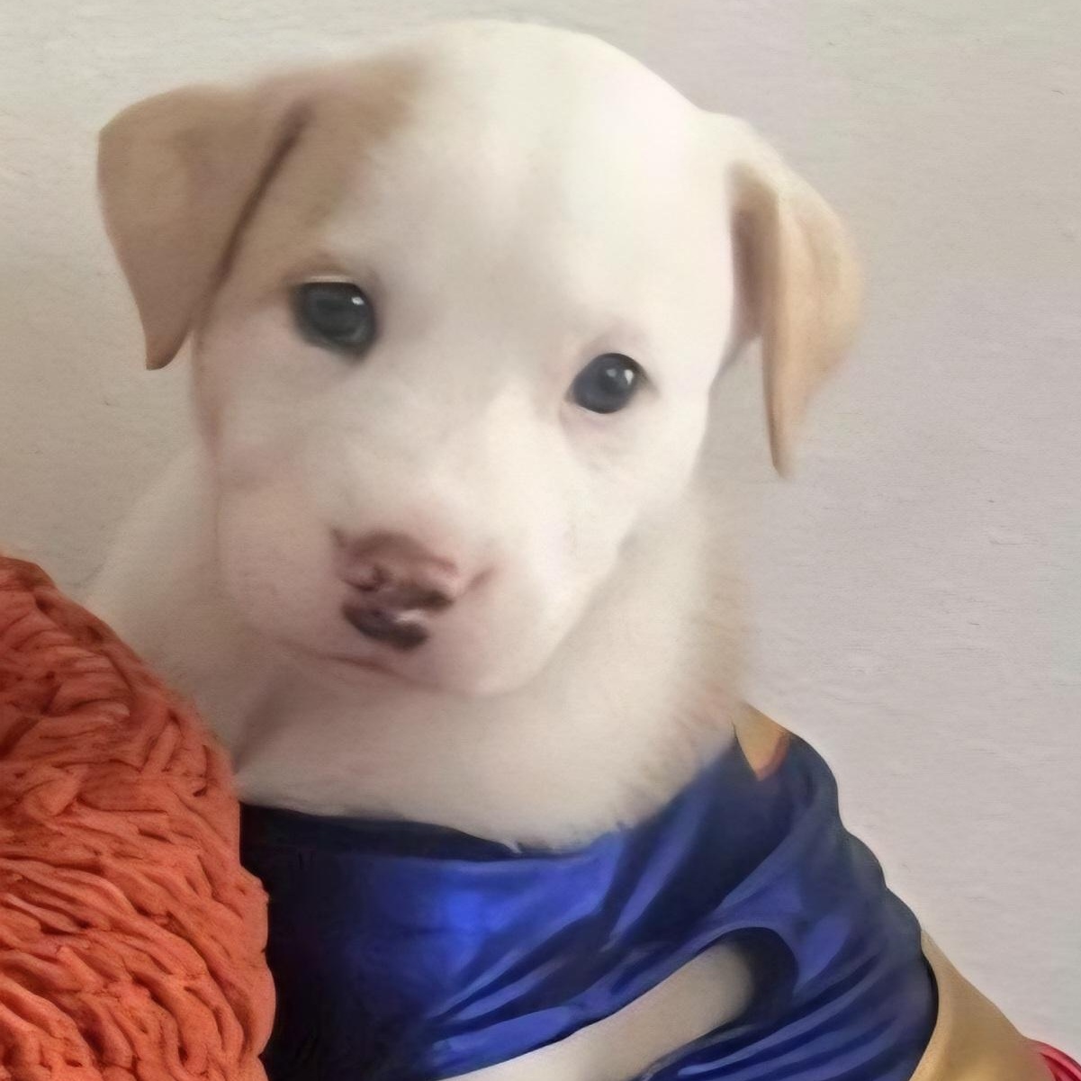 Audi "a Sweet Baby thumbnail 2