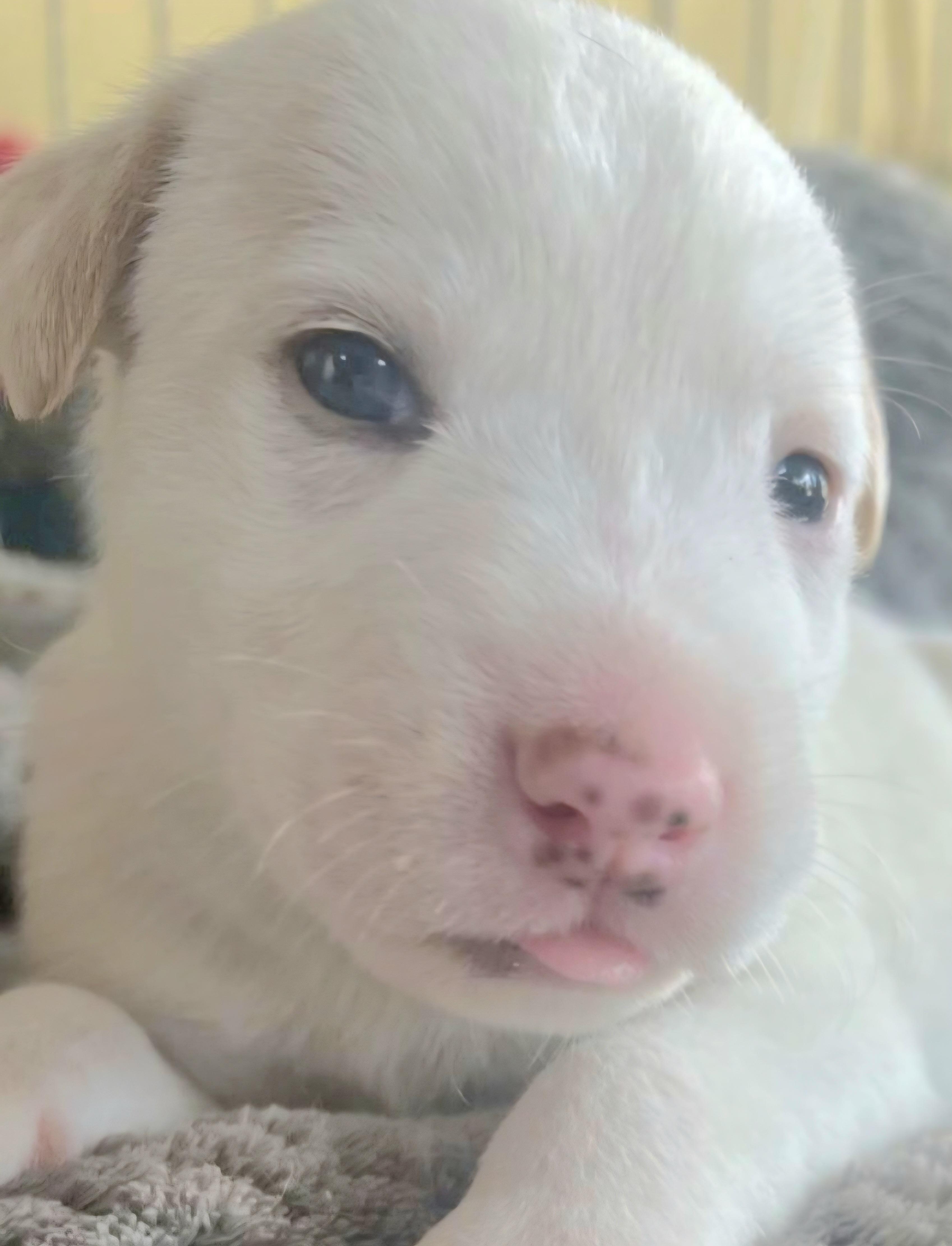 Audi "a Sweet Baby thumbnail 3