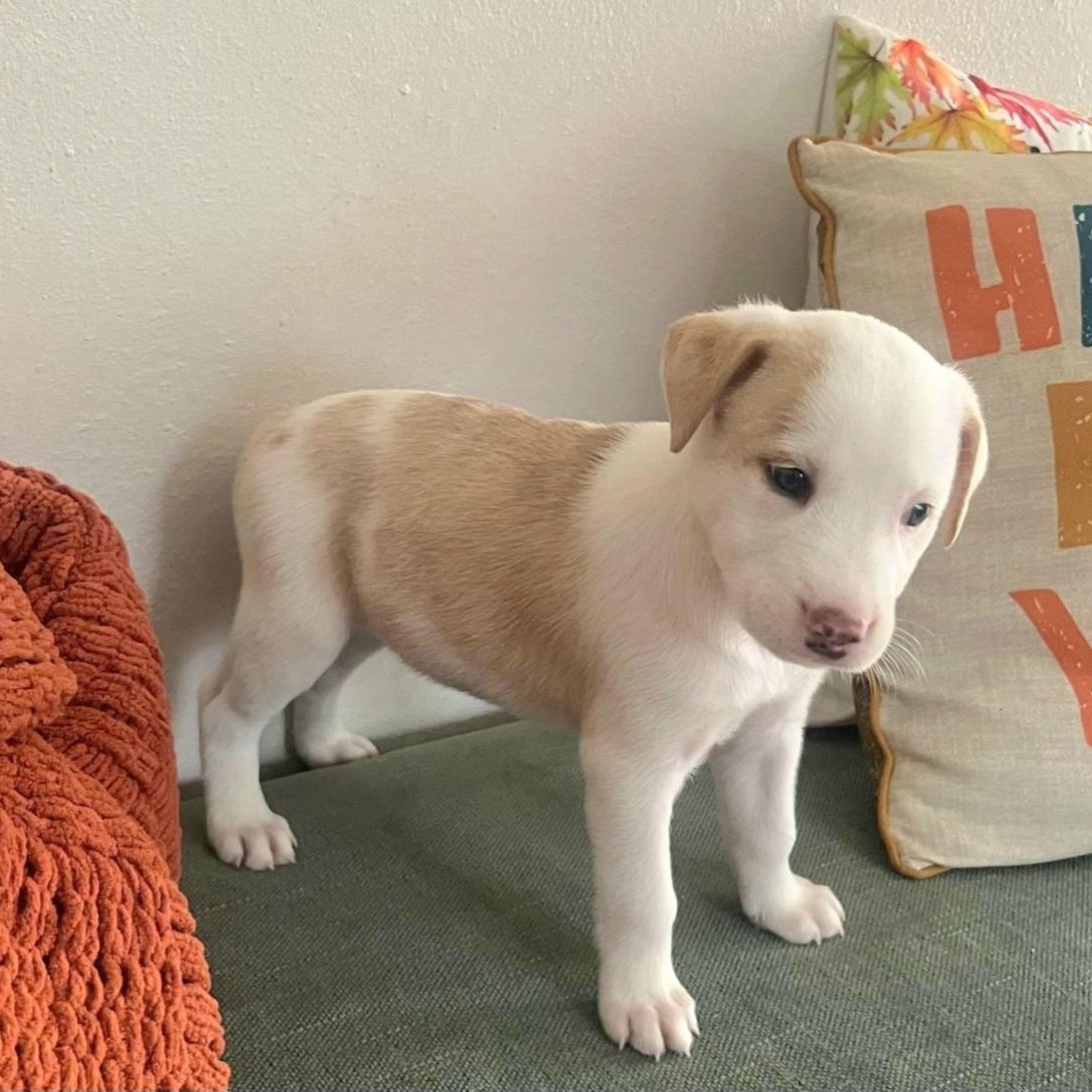 Audi "a Sweet Baby thumbnail 4