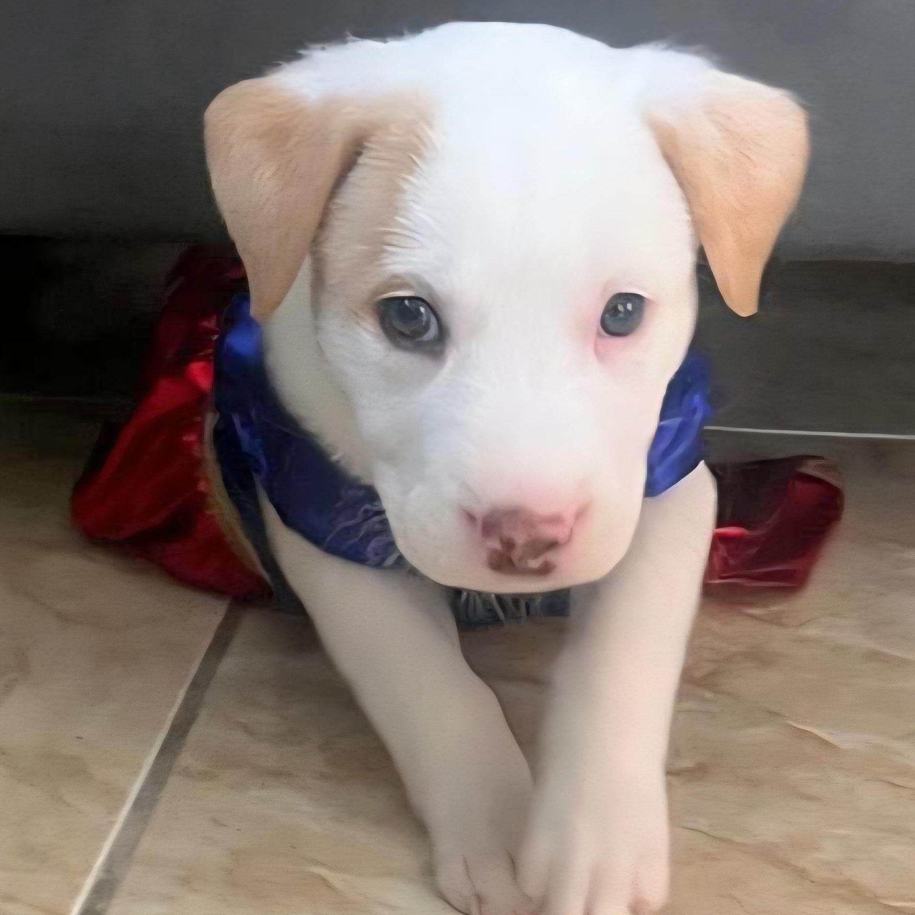 Audi "a Sweet Baby thumbnail 5