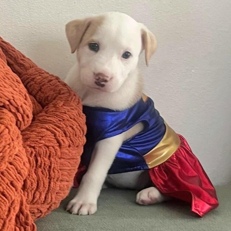 Audi "a Sweet Baby thumbnail 7