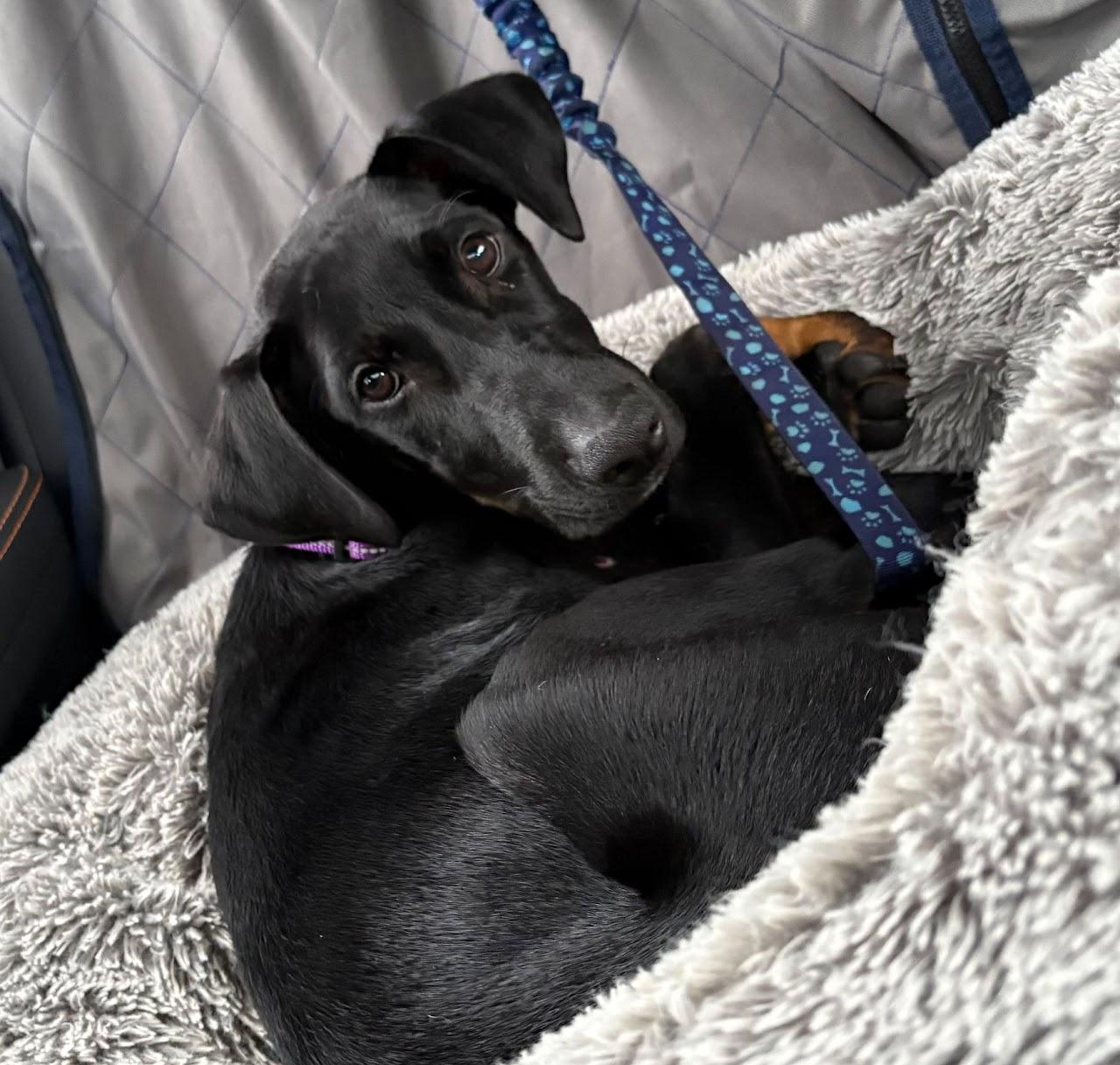 Enlarge Titan, a ADOPTABLE mixed breed in East Haddam, CT image 3/5