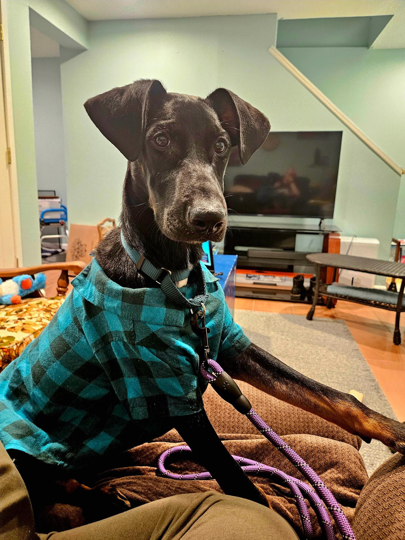 Enlarge Titan, a ADOPTABLE mixed breed in East Haddam, CT image 5/5