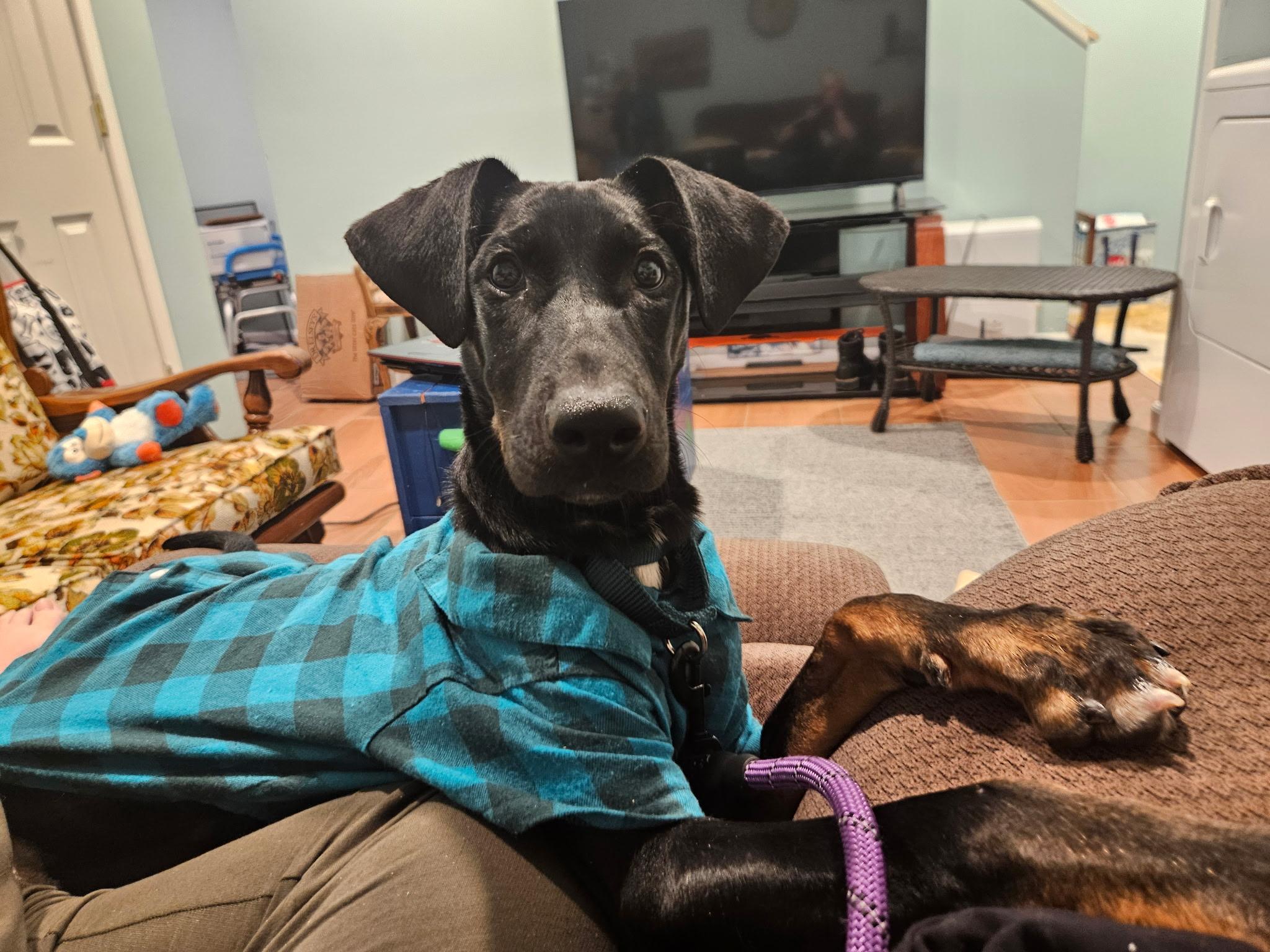 Titan, ADOPTABLE, Puppy Male Doberman Pinscher.