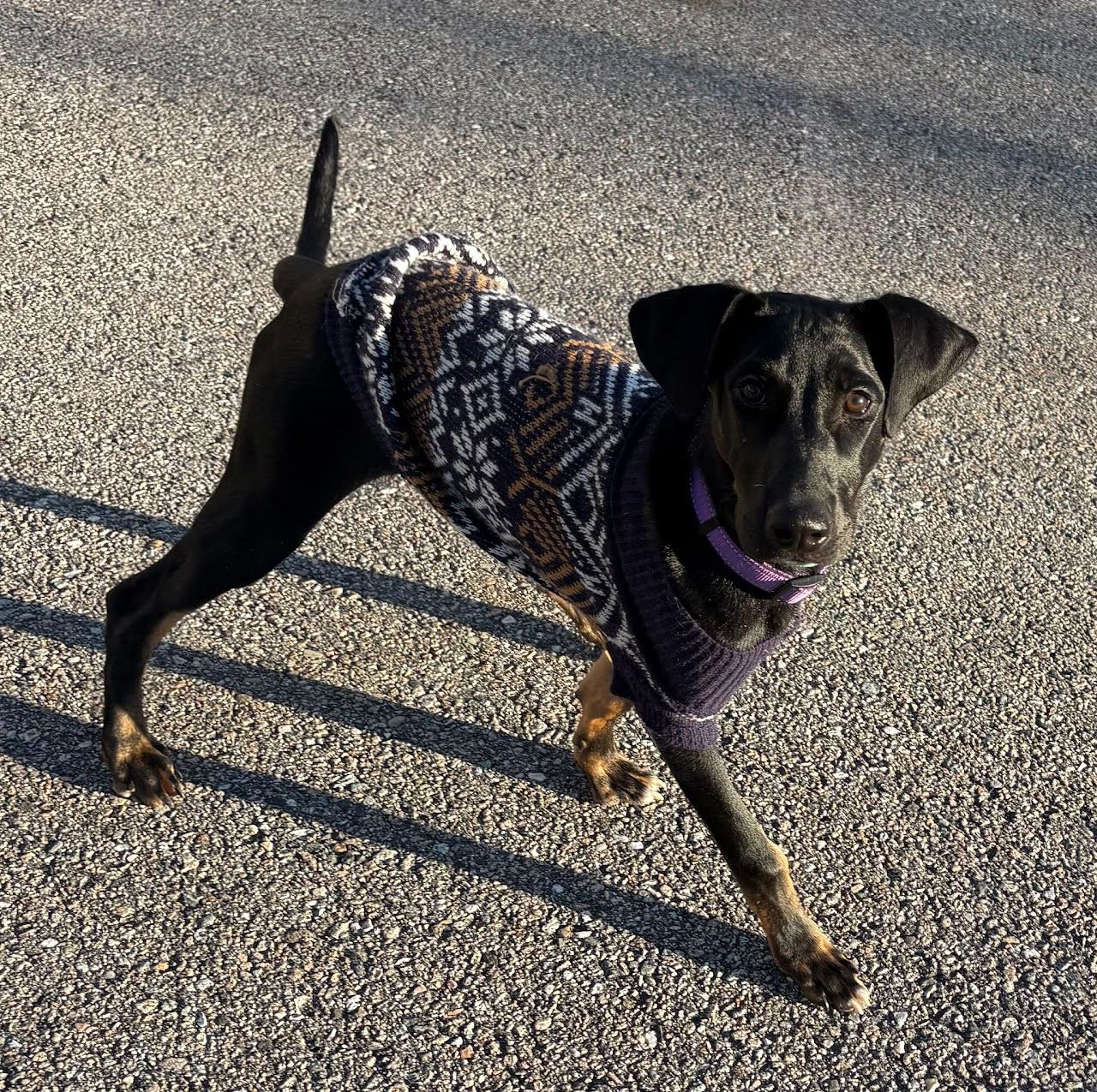 Enlarge Titan, a ADOPTABLE mixed breed in East Haddam, CT image 4/5