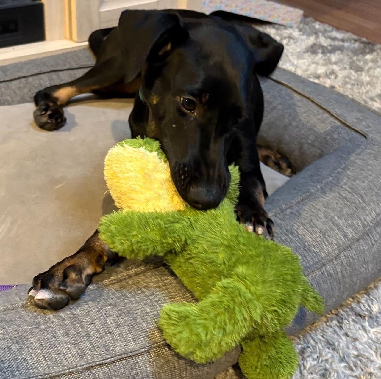 Enlarge Titan, a ADOPTABLE mixed breed in East Haddam, CT image 2/5