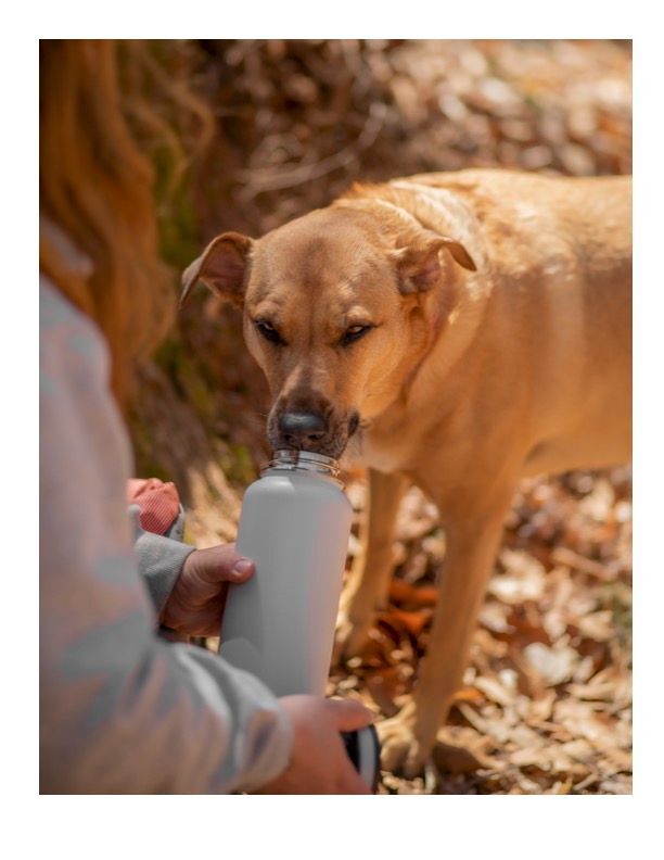 Enlarge Billie, a Adopted mixed breed in Montreal, QC image 1/8