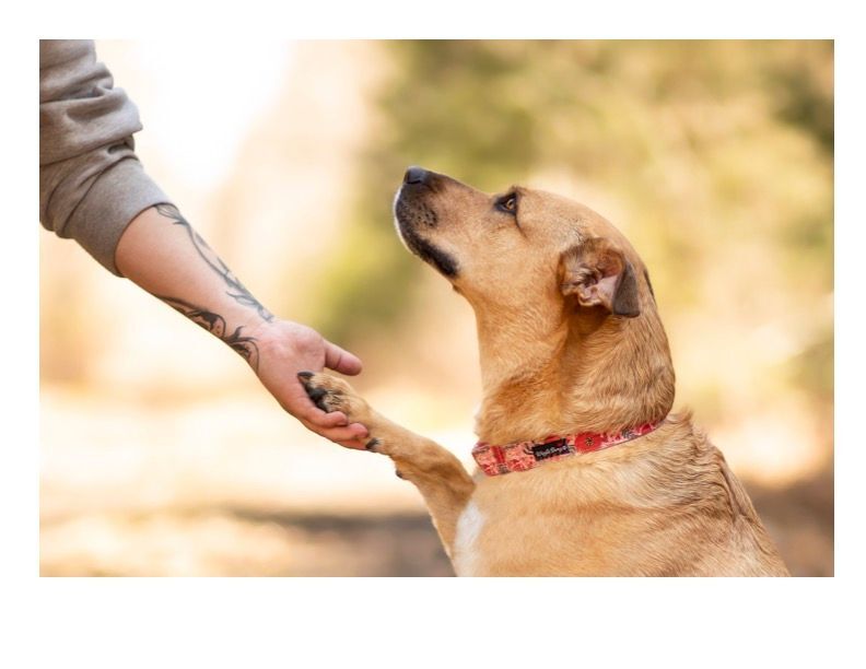 Enlarge Billie, a Adopted mixed breed in Montreal, QC image 2/8