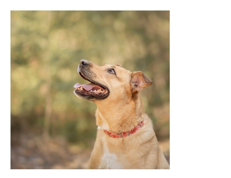 Enlarge Billie, a Adopted mixed breed in Montreal, QC image 3/8