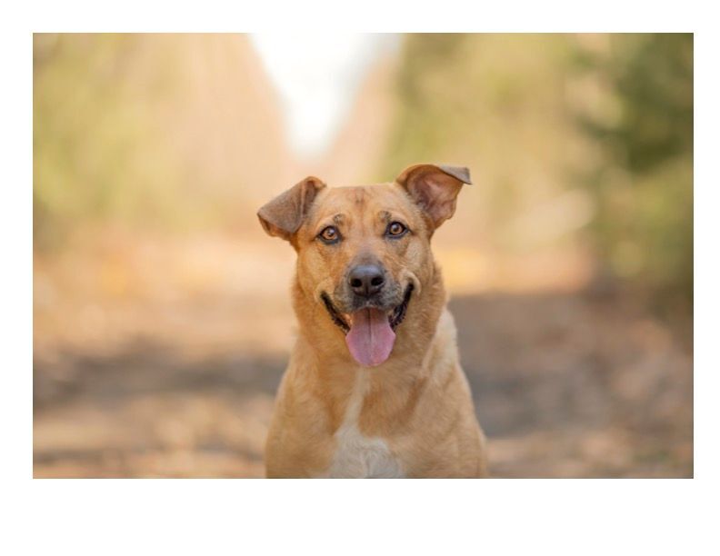 Enlarge Billie, a Adopted mixed breed in Montreal, QC image 4/8