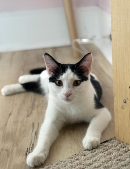 Benson, Adoptable, Young Female Domestic Short Hair.