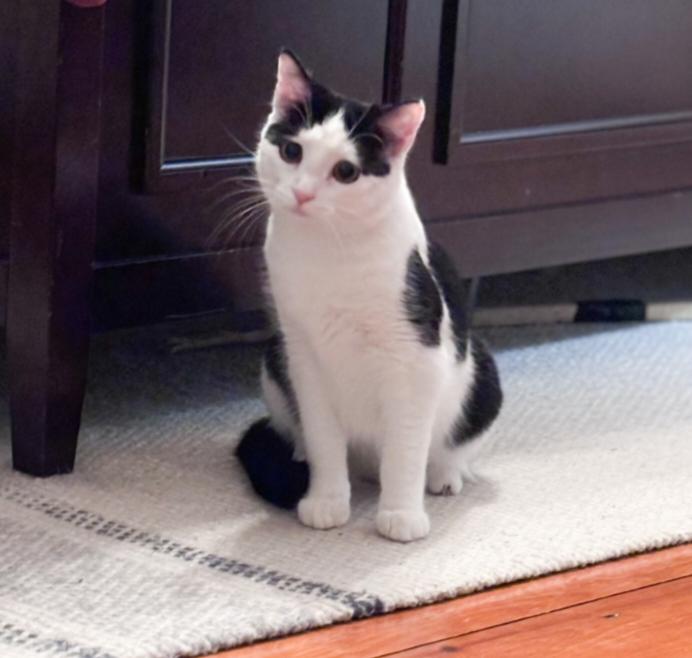 Benson, a Adoptable Domestic Short Hair in Temple, PA image 2/2