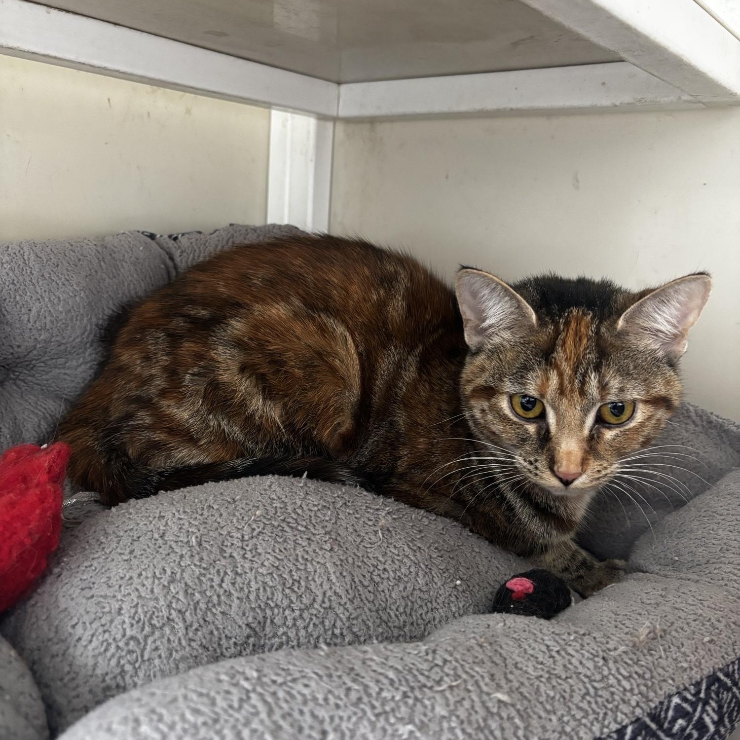 Enlarge Sasha, a ADOPTABLE Domestic Short Hair in White Cloud, MI image 1/1