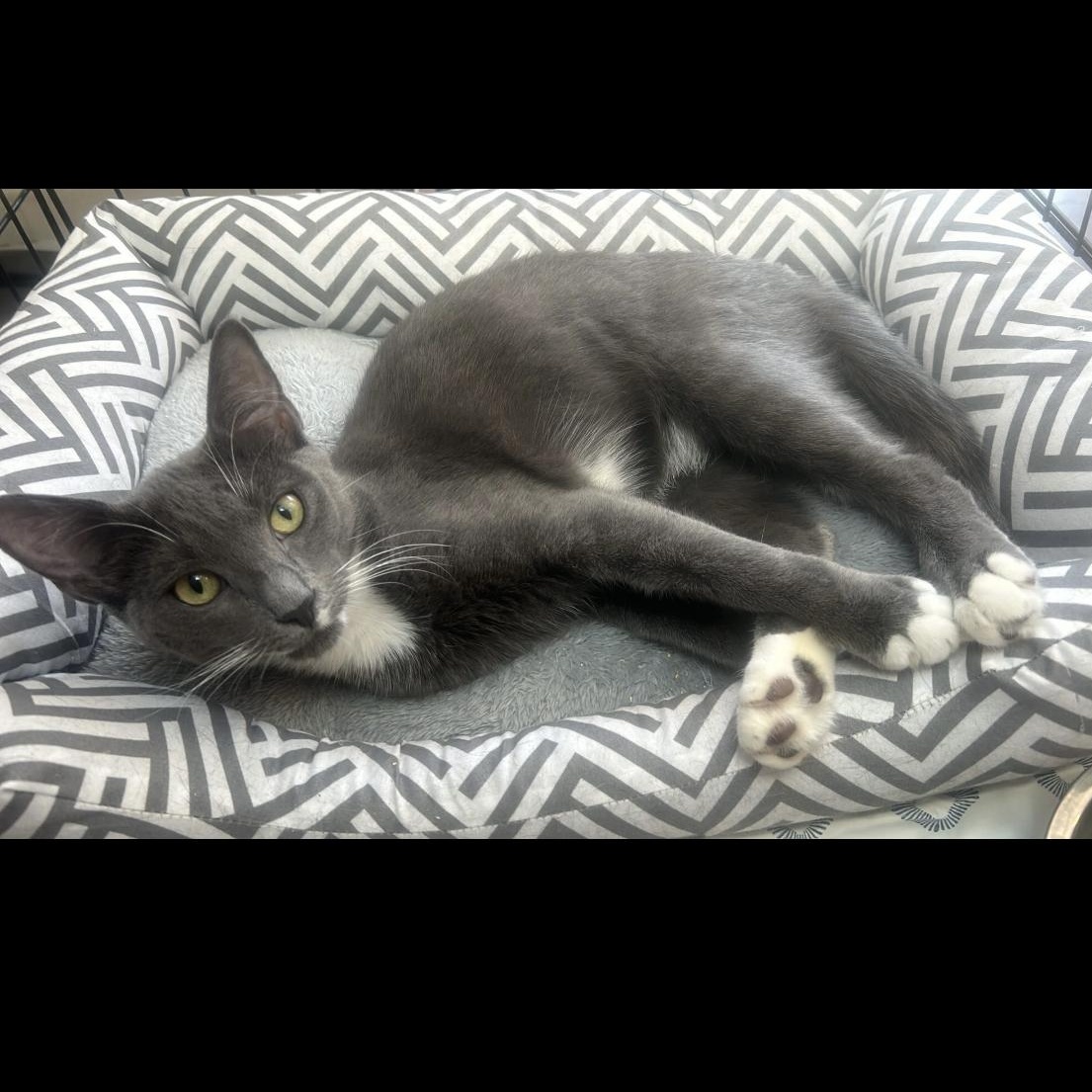 Paisley, adopted, Kitten Female Domestic Short Hair.