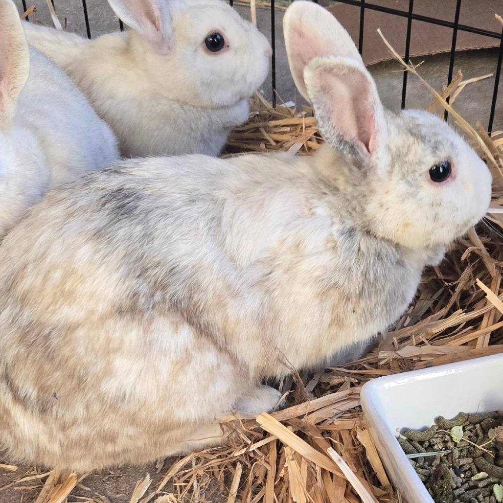 Bunny Holly photo