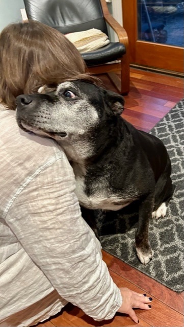 Enlarge Tommy, a Adoptable Cattle Dog in Mississauga, ON image 1/5