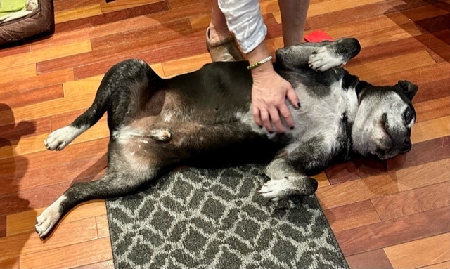 Enlarge Tommy, a Adoptable Cattle Dog in Mississauga, ON image 2/5