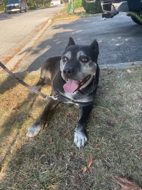 Enlarge Tommy, a Adoptable Cattle Dog in Mississauga, ON image 3/5