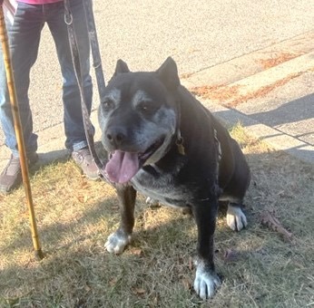 Enlarge Tommy, a Adoptable Cattle Dog in Mississauga, ON image 4/5