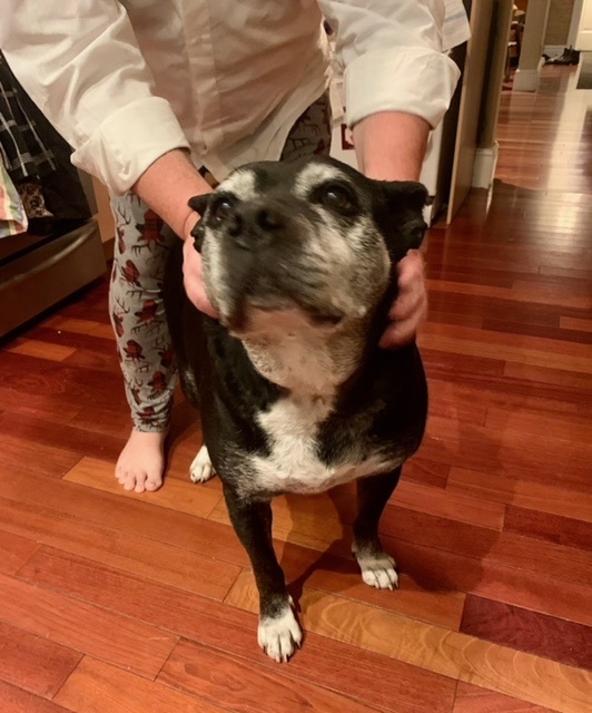 Enlarge Tommy, a Adoptable Cattle Dog in Mississauga, ON image 5/5