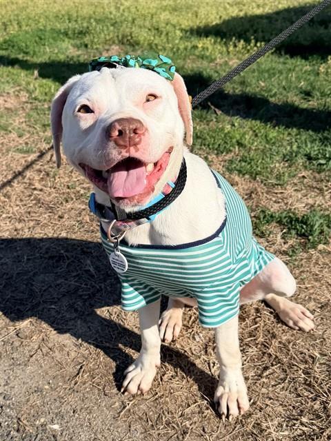 Enlarge DAISY, a Adoptable Pit Bull Terrier in Upper Marlboro, MD image 1/1
