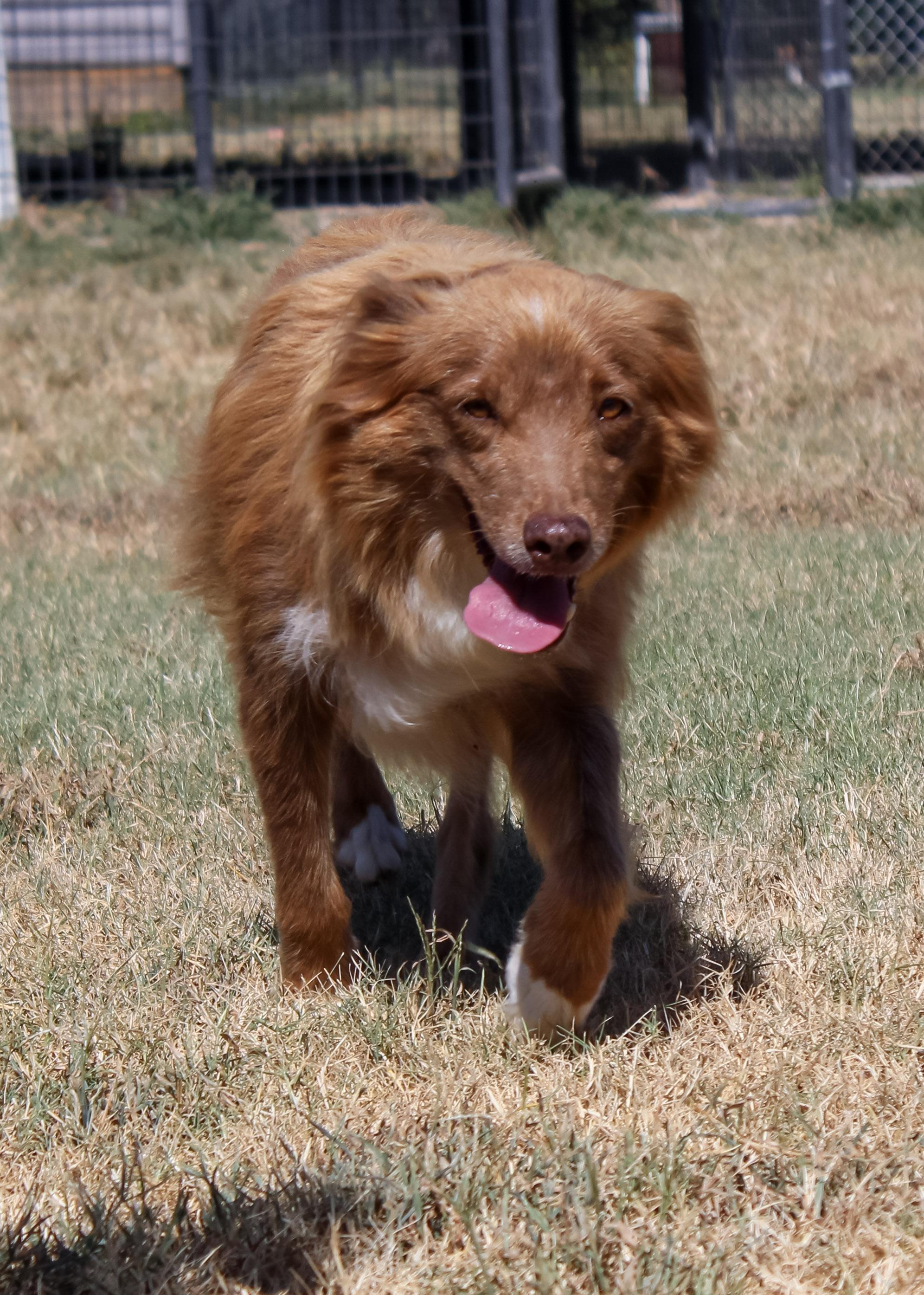 Enlarge Lena, a ADOPTABLE Australian Shepherd in Neosho, MO image 1/2