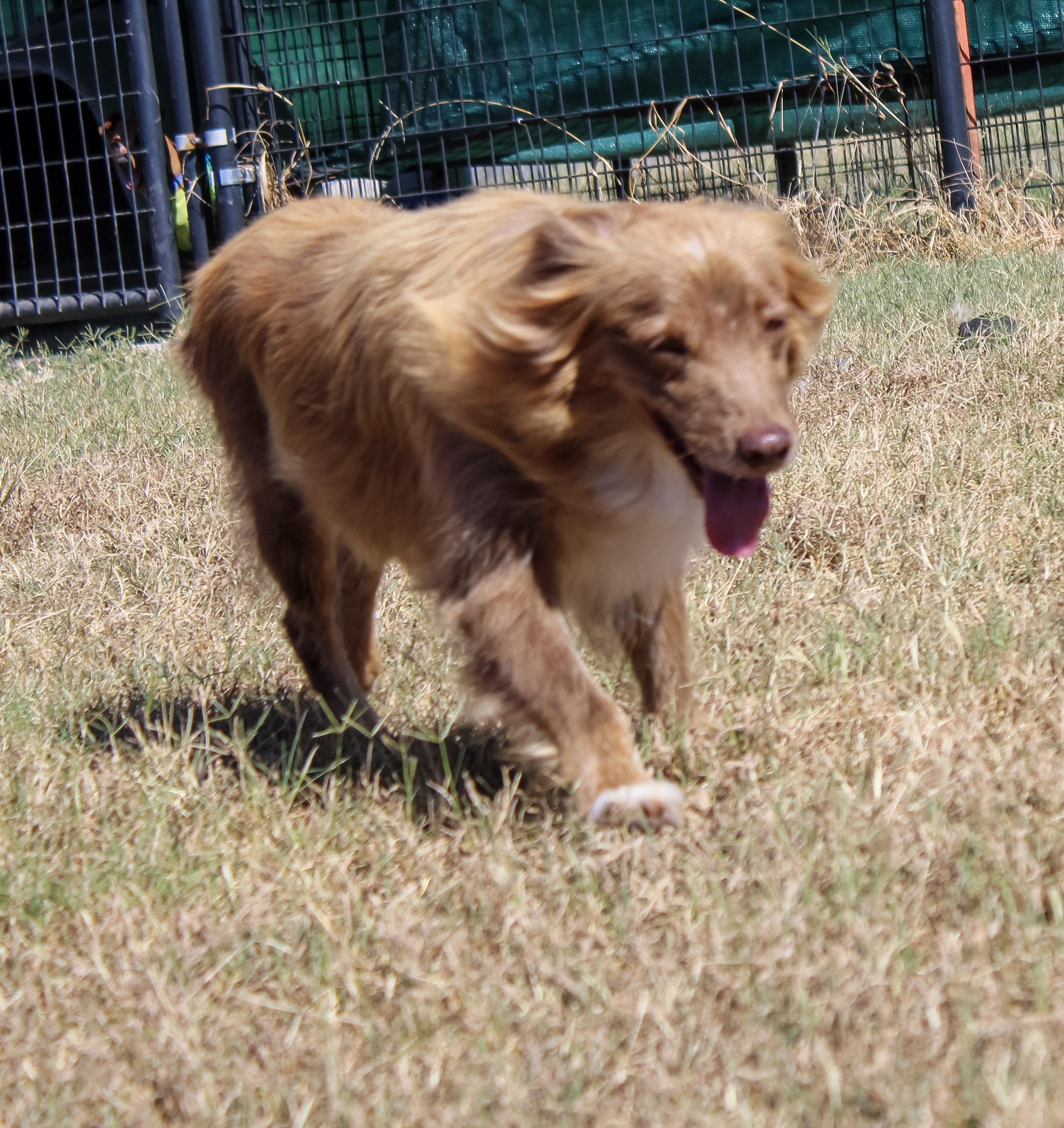 Enlarge Lena, a ADOPTABLE Australian Shepherd in Neosho, MO image 2/2